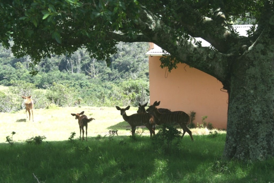 3 Bedroom Property for Sale in Bathurst Eastern Cape